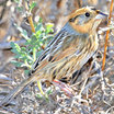 Nelson's Sharp-tailed Sparrow